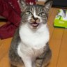 かがみ 的头像