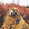 Susan Amundsen's profile picture