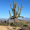 CactusWren profil fotoğrafı