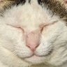 蜂上 翔's profile picture