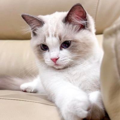 eyenotto's profile picture
