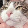 ちこぬこ 的头像