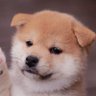 車・バイク・動物・音楽/趣味垢 profil fotoğrafı