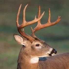 spencer 𓆟's profile picture