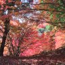Фото профиля ひろじぃ