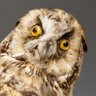 Фото профиля Wonky Owl 🦉🇺🇸