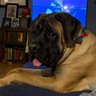 Фото профиля OptimustheMastiff