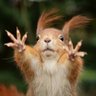 Sciurus Vulgaris 🏴🐿️ 的头像