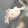 Profilbild von サラの飼い主