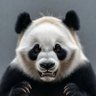 Profilbild von CrabbyPanda