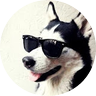 Szibériai Rin Tin Tin 🇭🇺🇷🇺 🔋 profil fotoğrafı