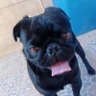 Pug_Lento's profile picture
