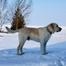 北方的狼 profil fotoğrafı