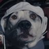 Profilbild von Paws on a Dime