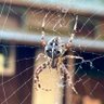 White Pepper's profile picture