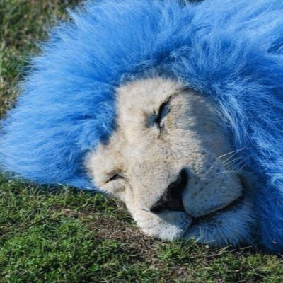 blvefvr's profile picture