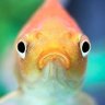 Nicolai's profile picture