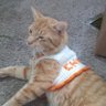 kitcat :3's profile picture