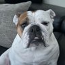Profilbild von Princess Leia The English Bulldog