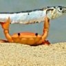 Profilbild von Why don't you go fishing?