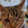 揺光 profil fotoğrafı