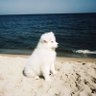 paremepremie's profile picture