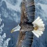💎💙شیخ احمدرمضان profil fotoğrafı