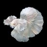 The Angry Betta 的头像