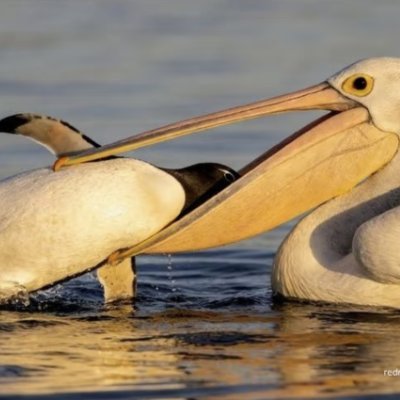 SairaCololabis's profile picture