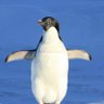 Profilbild von A guin