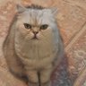 Nisa profil fotoğrafı