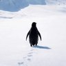 Фото профиля @Nihilistic Penguin