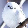シマエナガ@フリマ profil fotoğrafı