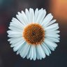 منيرة's profile picture