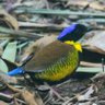 Фото профиля RareChat