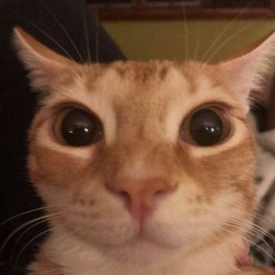 Raimundo Netto's profile picture