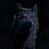 Leonardo509878's profile picture