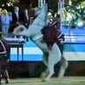 El año del kballo o de la yegua? 🇦🇷☀️ profil fotoğrafı