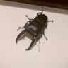 Фото профиля オシカブリコロスクワガタ