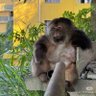 Profilbild von XingXing the one armed monkey(独臂猴星星)