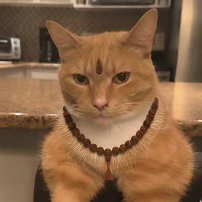𝙗𝙧𝙤𝙬𝙣 𝙧𝙞𝙤𝙩 🔱's profile picture