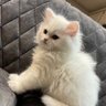 Фото профиля X cats 🐈