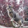Ollie🩷 profil fotoğrafı