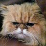 Profilbild von たぼ