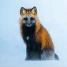 🦊❄️Dağtilkisi's profile picture