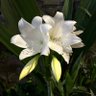 Teteh Cikal #1312 profil fotoğrafı