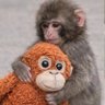 Punchi lover 🐒's profile picture