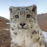 一只雪豹 profil fotoğrafı