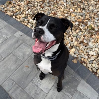 OctagonFocus's profile picture