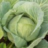 Vegetal's profile picture